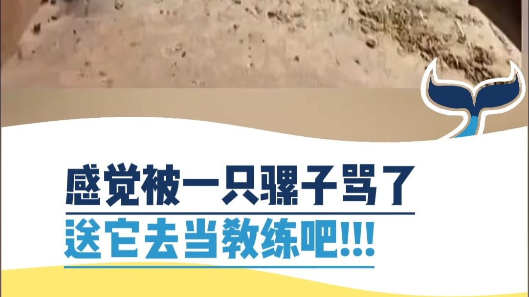 感觉被一只骡子骂了，送它去当教练吧