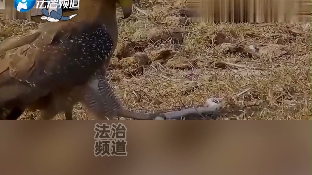 老鹰大战蟒蛇 最后蟒蛇直了 网友：真是“吃辣条”了