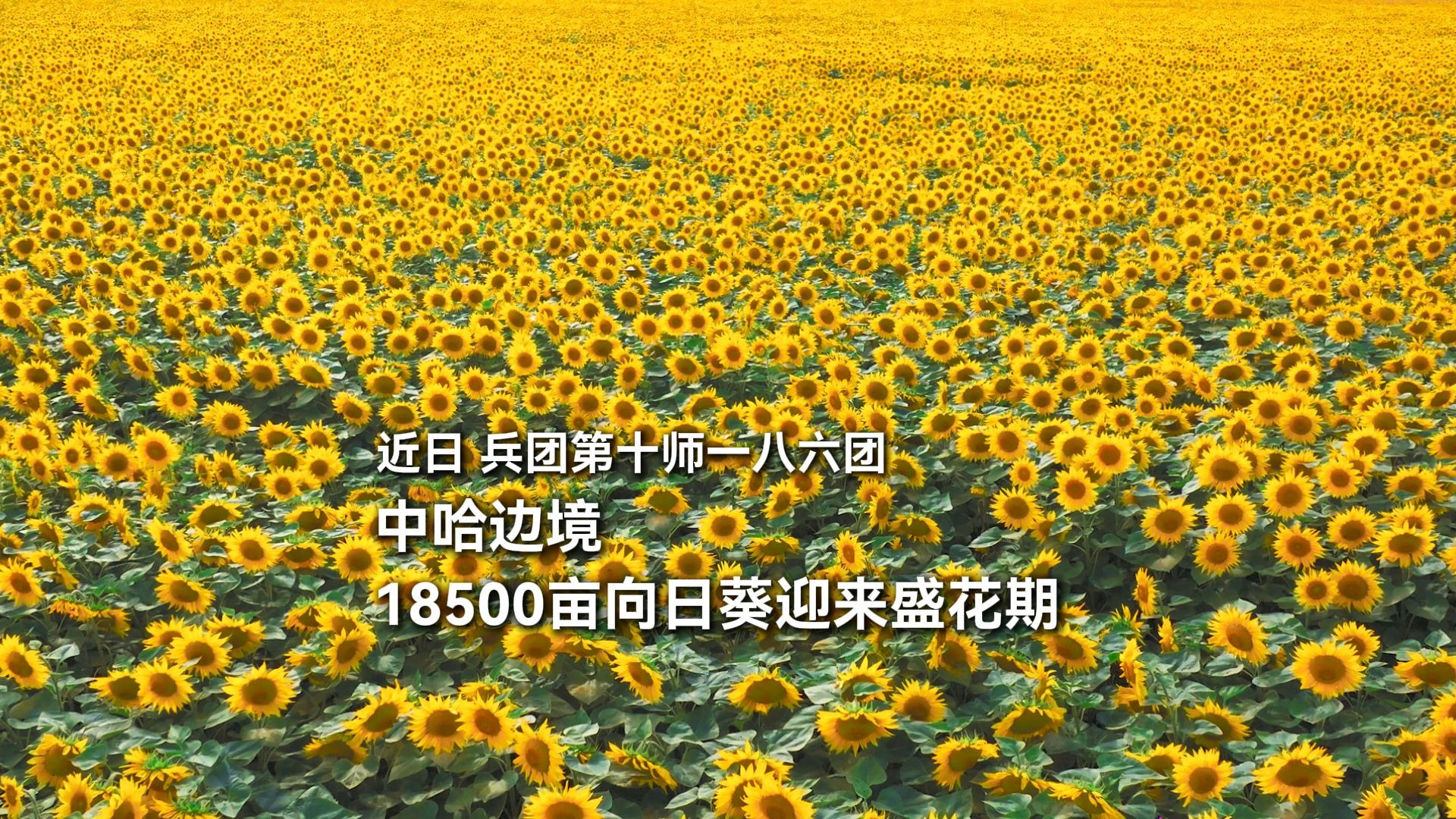 近日，兵团第十师一八六团中哈边境，18500亩向日葵迎来盛花期。
