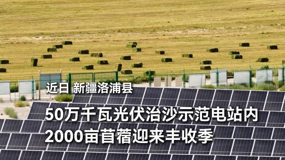 近日，新疆和田地区洛浦县2000亩苜蓿迎来丰收季。