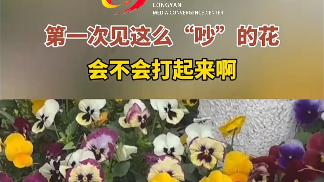 第一次见这么“吵”的花，会不会打起来啊！