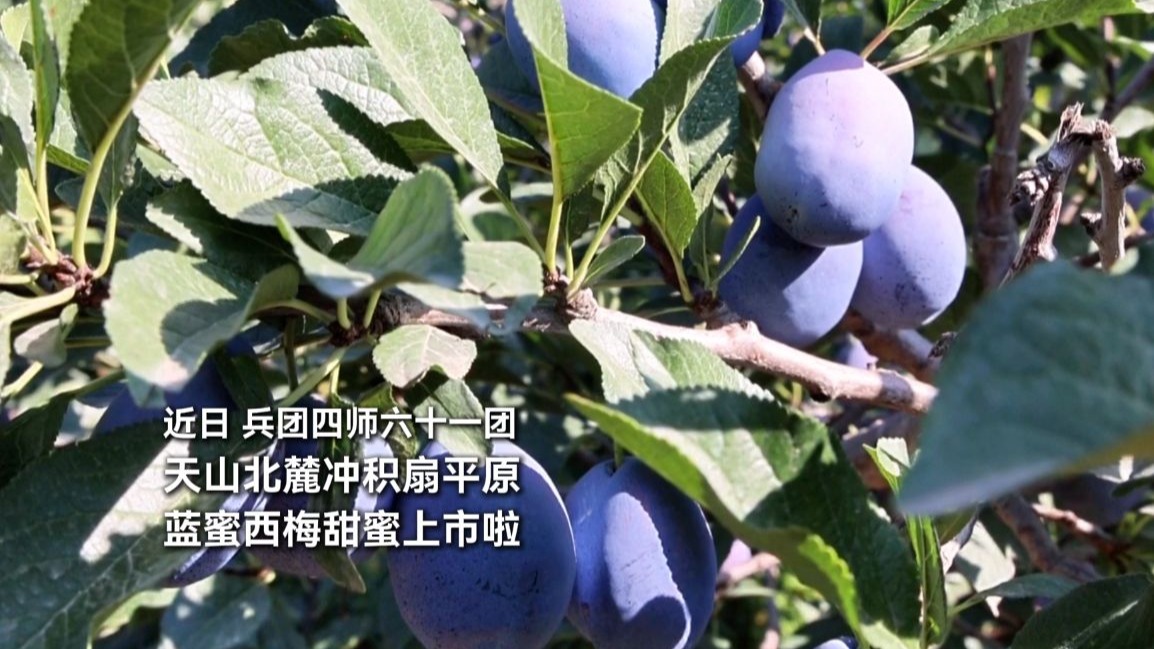近日，兵团四师六十一团，天山北麓冲积扇平原，蓝蜜西梅甜蜜上市啦