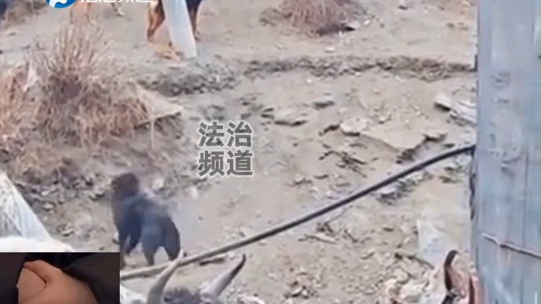 高原上的棕熊下山捕牦牛，被牧民家的藏獒硬刚 网友：感觉全场最