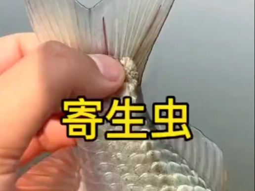 那么问题来了，这鱼还能吃吗