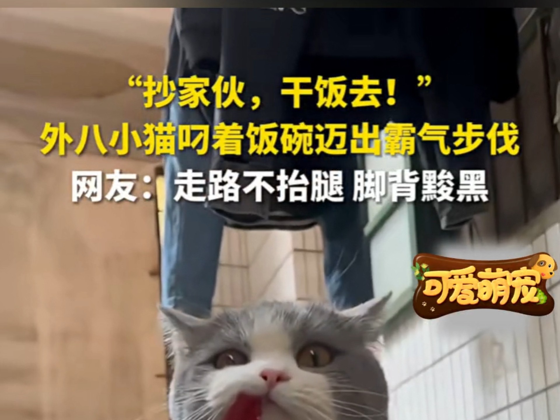 “抄家伙，干饭去！”外八小猫叼着饭碗迈出霸气步伐，网友：走路不抬