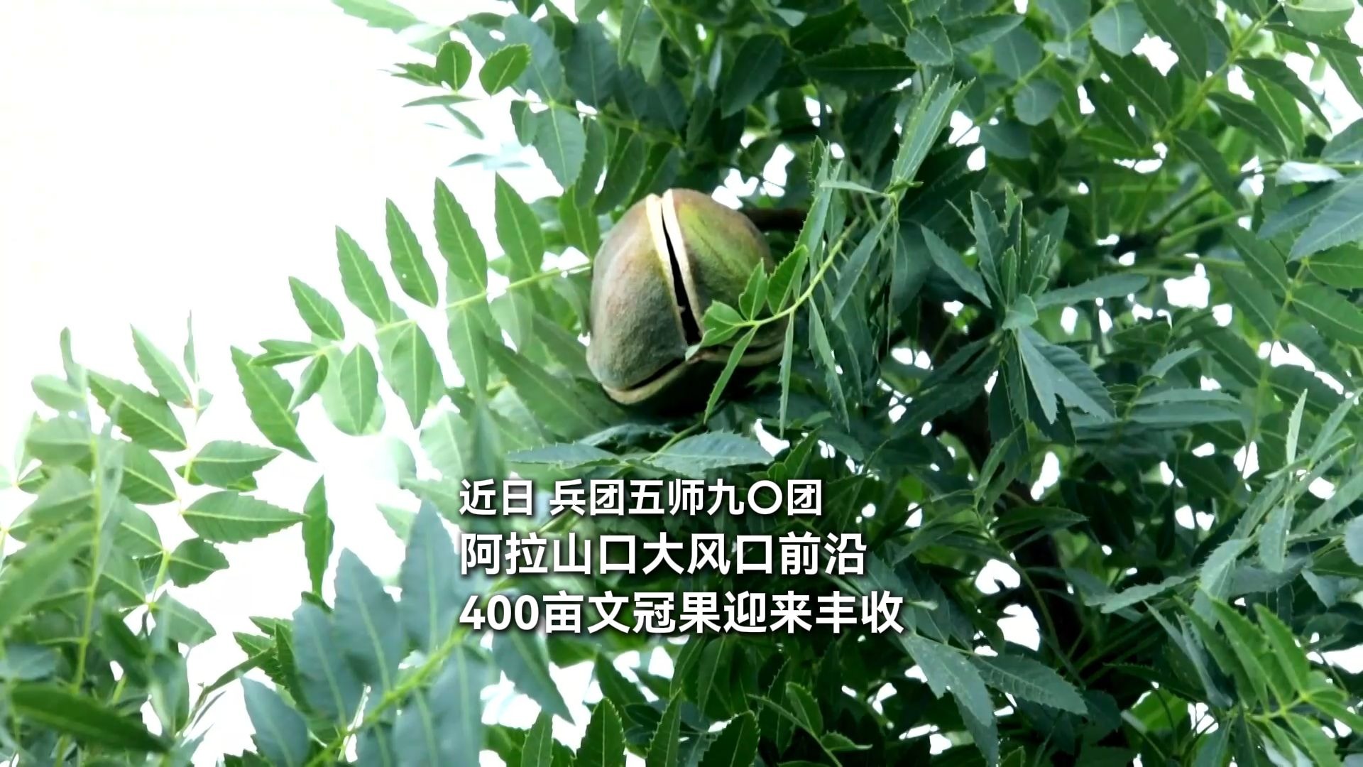 近日，兵团五师九〇团阿拉山口大风口前沿，400亩文冠果迎来丰收