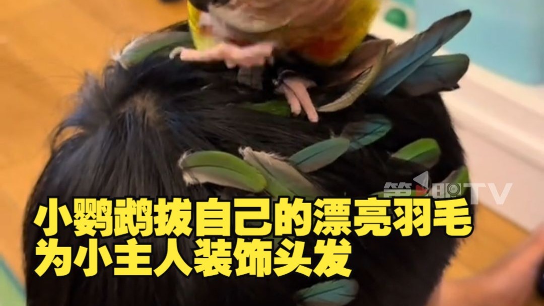 小鹦鹉拔自己的漂亮羽毛为小主人装饰头发