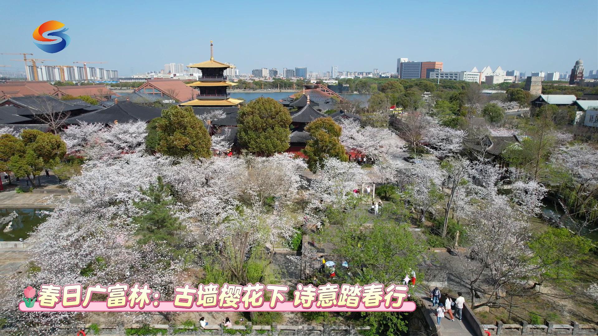 春日广富林：古墙樱花下 诗意踏春行
