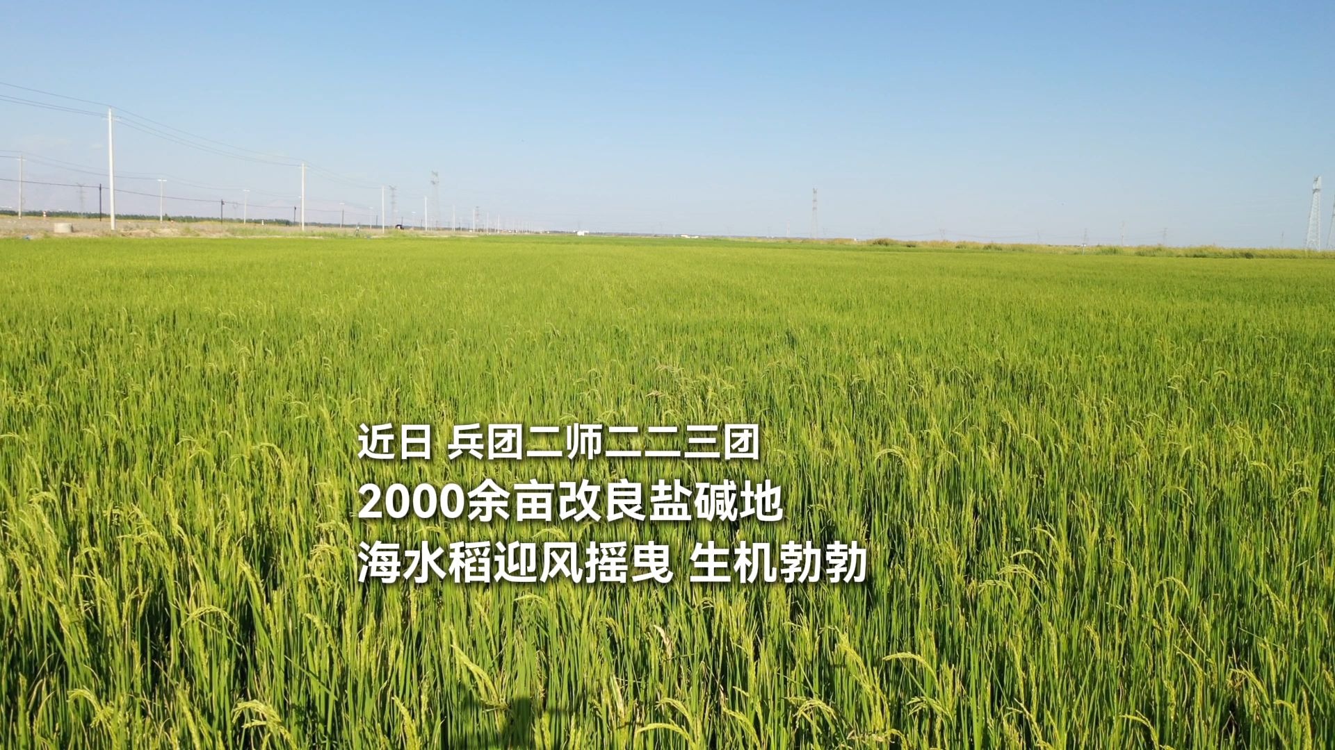 兵团二师二二三团2000余亩改良盐碱地，海水稻迎风摇曳，生机勃勃