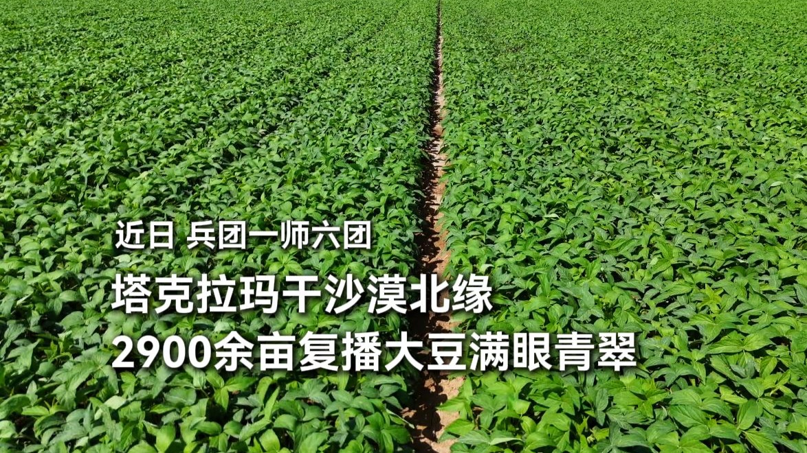 一地两茬！近日，兵团一师六团2900余亩复播大豆满眼青翠。