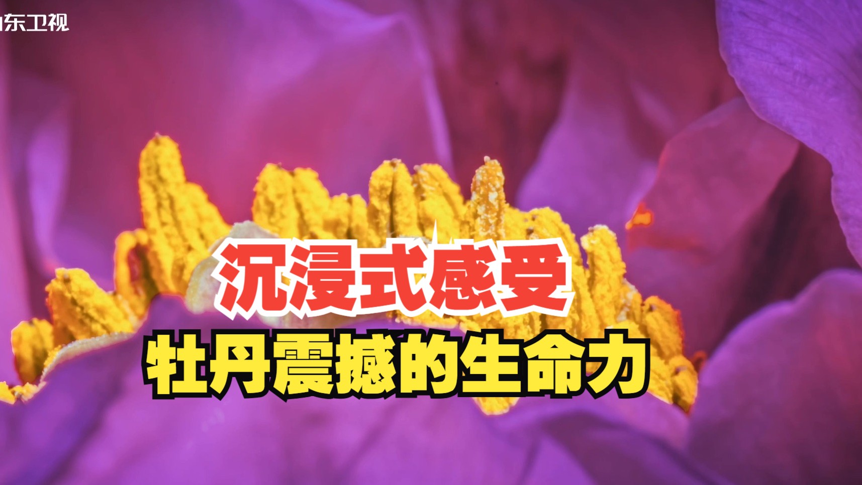 别眨眼！ 沉浸式感受牡丹震撼的生命力