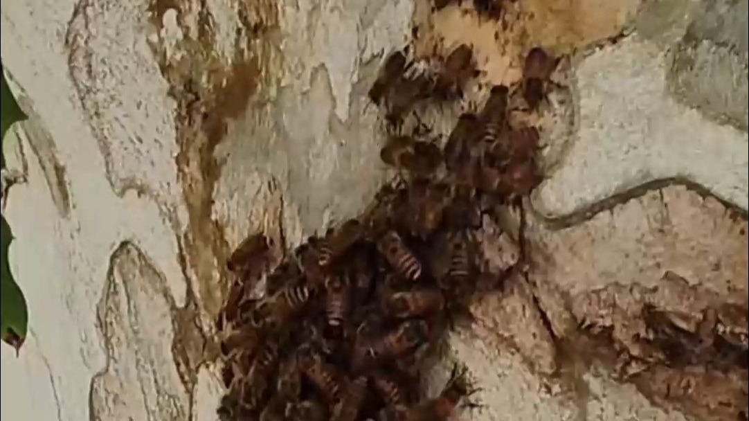 这是咋了 蜜蜂群体“跳舞”？ 网友：蜜蜂集体振翅驱赶天敌