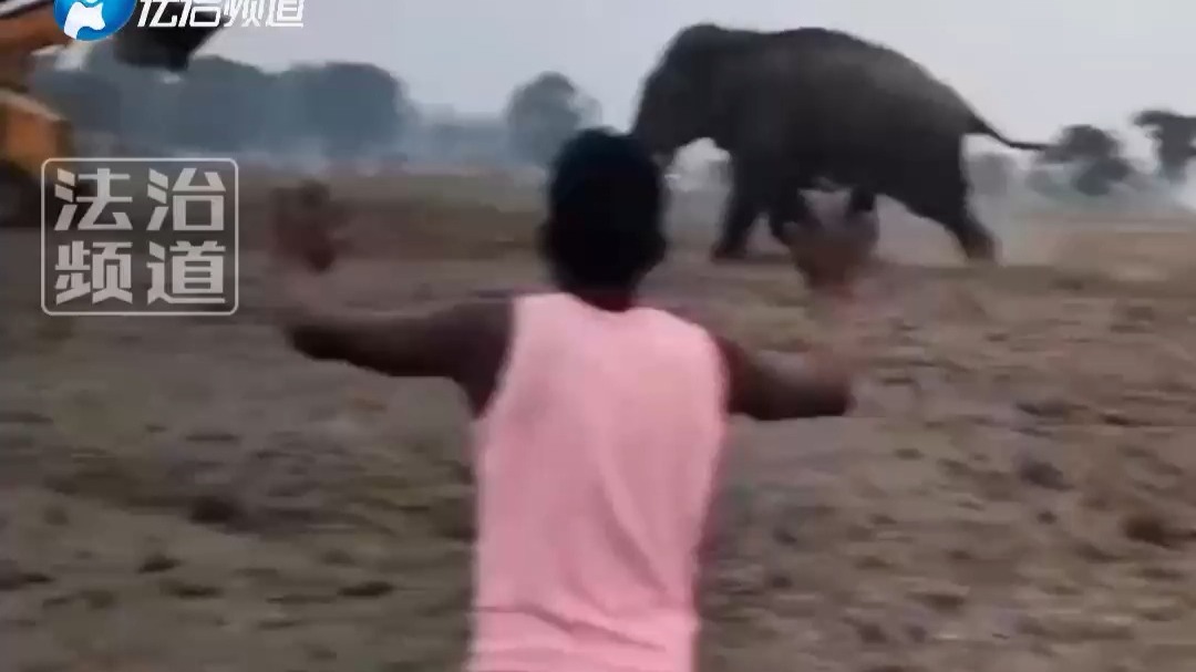 大象撞起挖掘机 网友：大象力量惊人