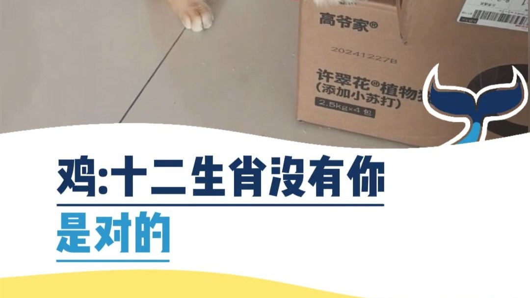 鸡：十二生肖没有你是对的