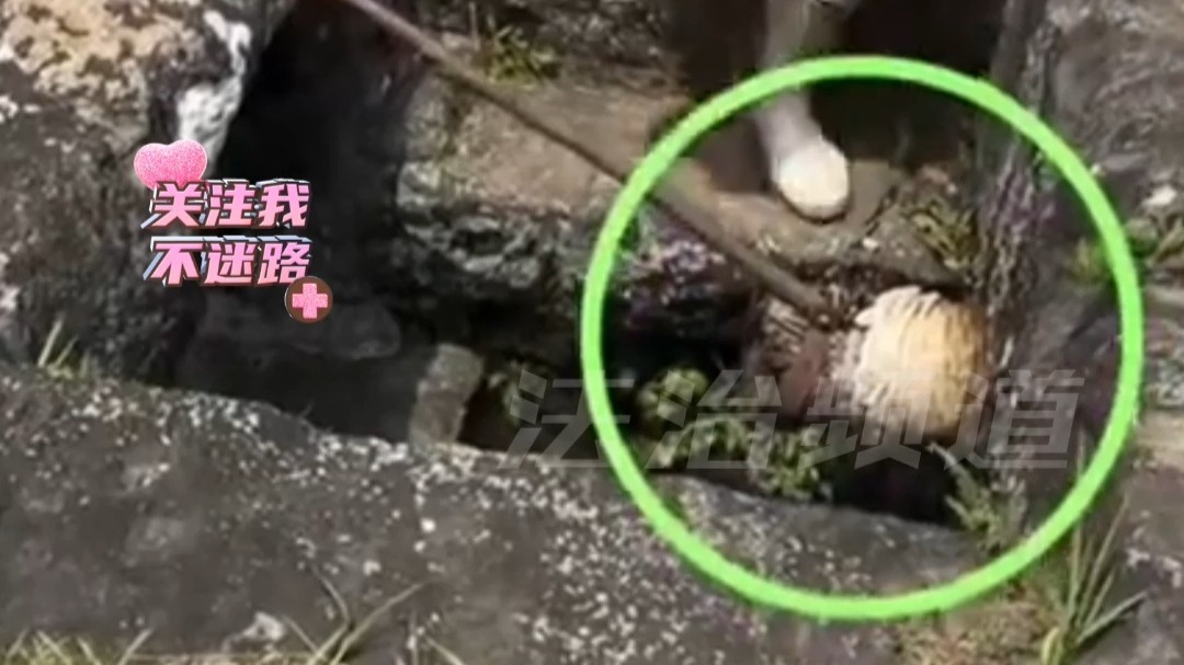 景区人员跑到山顶 将塞子用力拔开， 一道瀑布就这样形成了