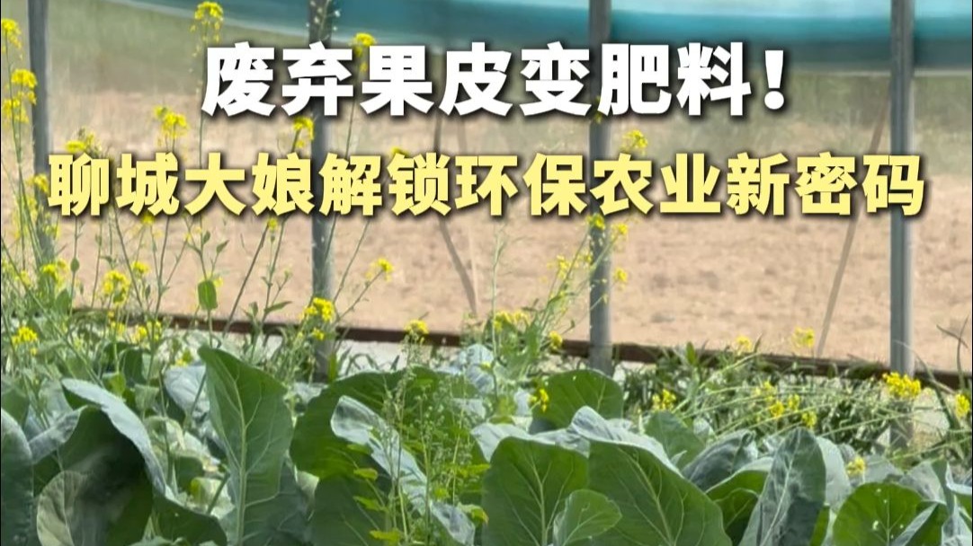 废弃果皮变肥料！聊城大娘解锁环保农业新密码
