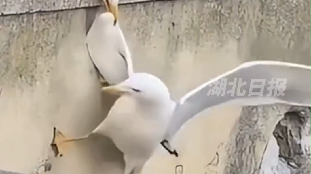 海鸥掉下台阶，同伴咬住不放