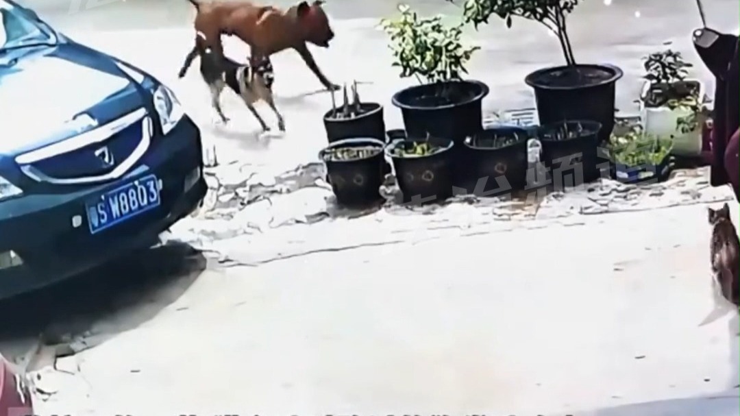 猫主动挑衅路过的狗，网友：多少有点不自量力了