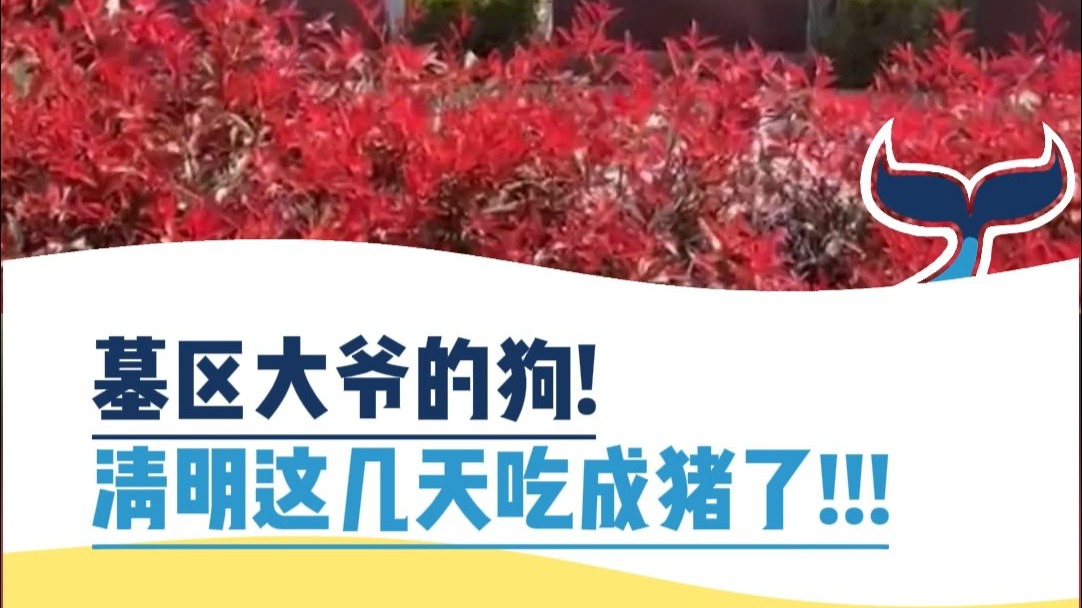 你这是净坛使者吧！