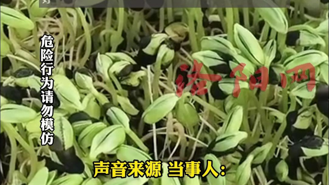 女子吃没煮熟的黑豆苗后腹胀，三四天只能吃流食，瘦了7斤