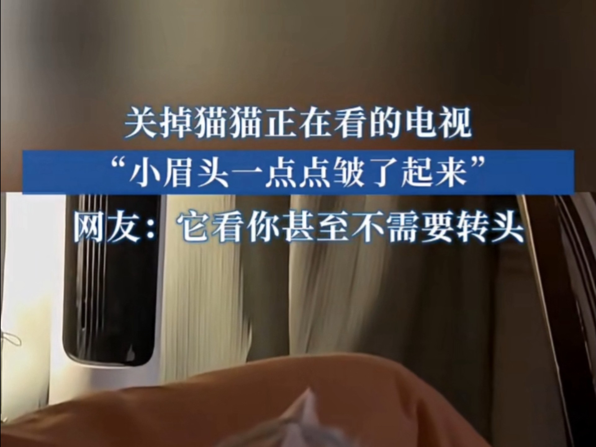 关掉猫猫正在看的电视 网友:它看你甚至不需要转头