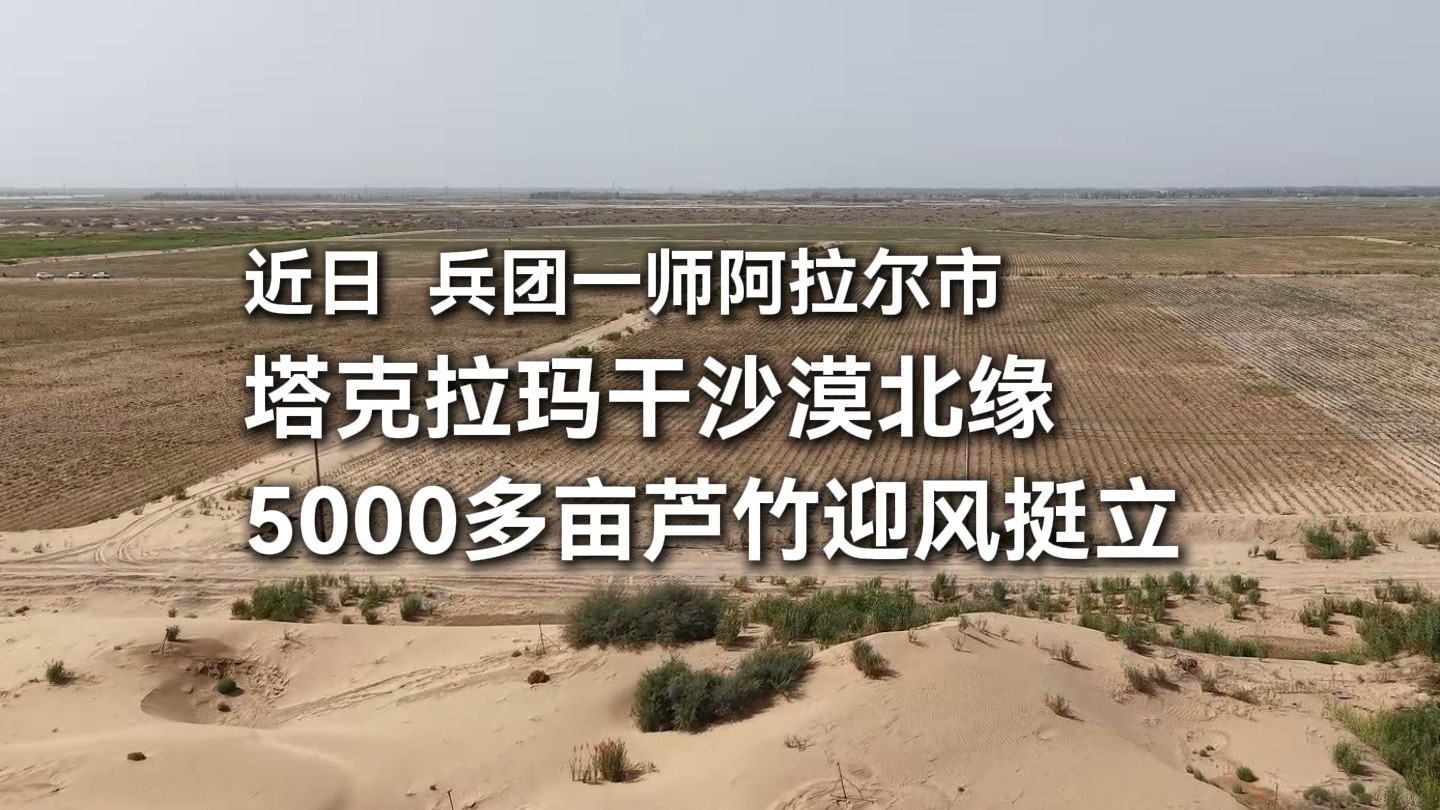 近日兵团一师阿拉尔市，塔克拉玛干沙漠北缘，5000多亩芦竹迎风挺