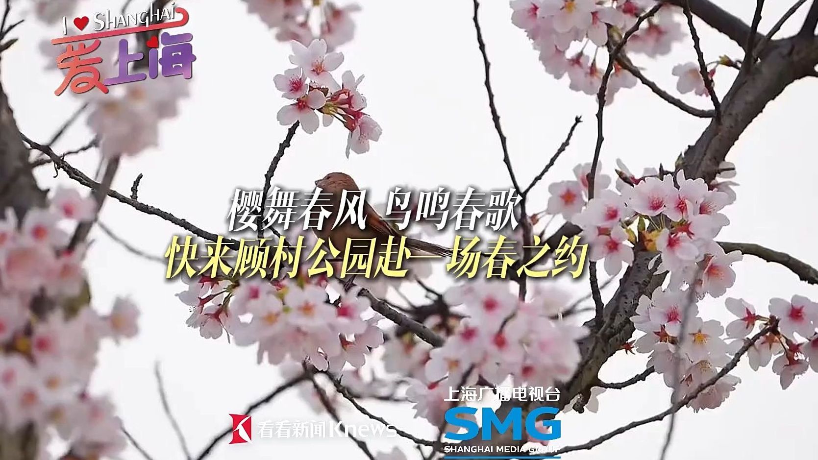 打鸟赏樱两不误！