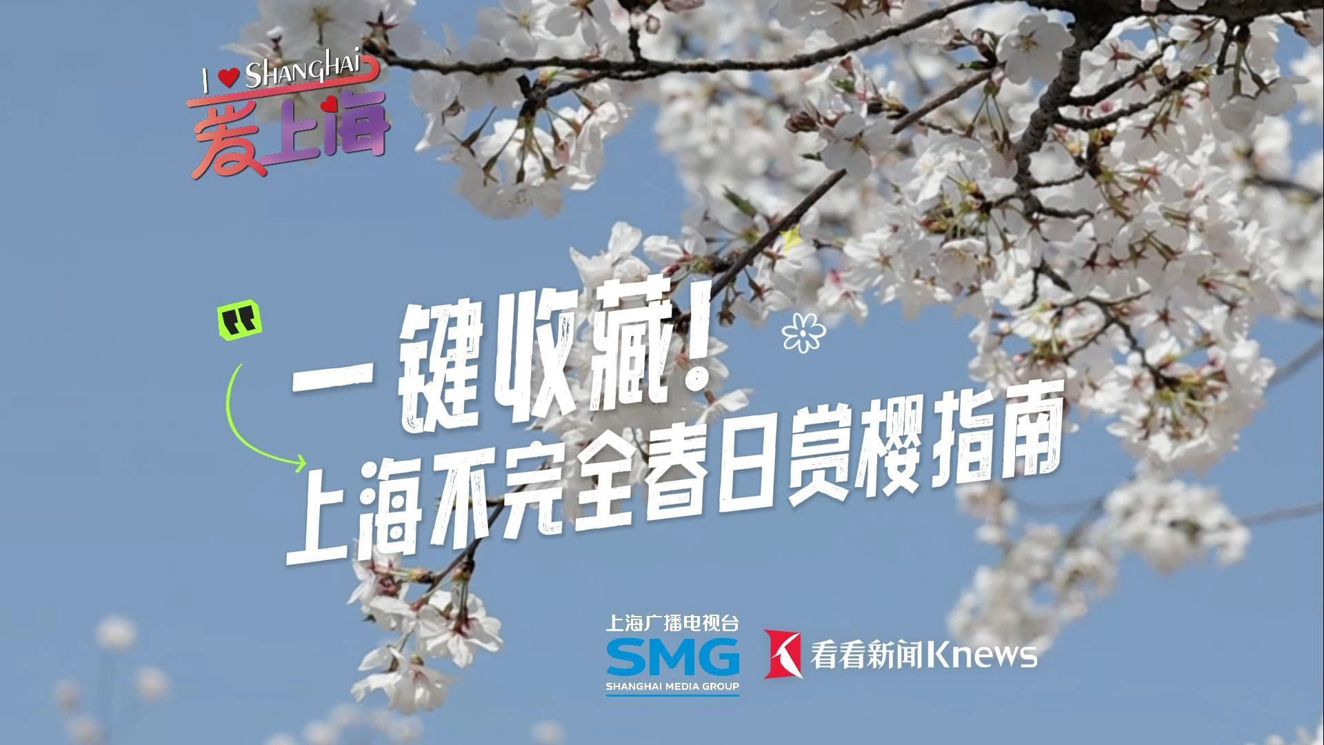 一键收藏！上海不完全春日赏樱指南