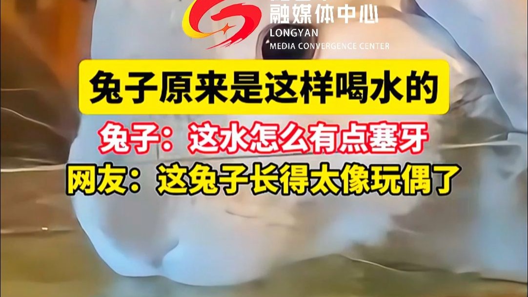 兔子原来是这么喝水的 兔子：这水怎么有点塞牙 网友：这兔子长得