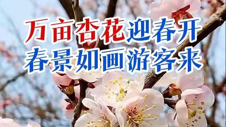 冀上央媒 | 万亩杏花迎春开 春景如画游客来