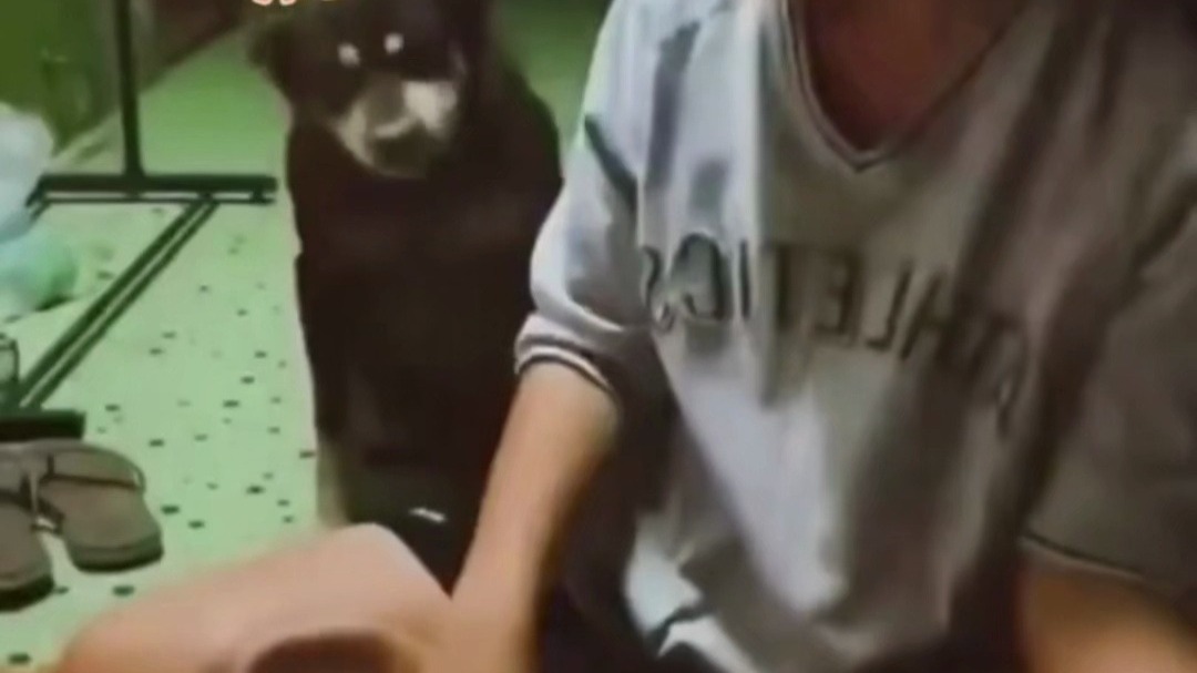 狗狗为了口吃的 上演“强颜欢笑” 狗狗:我可太难了