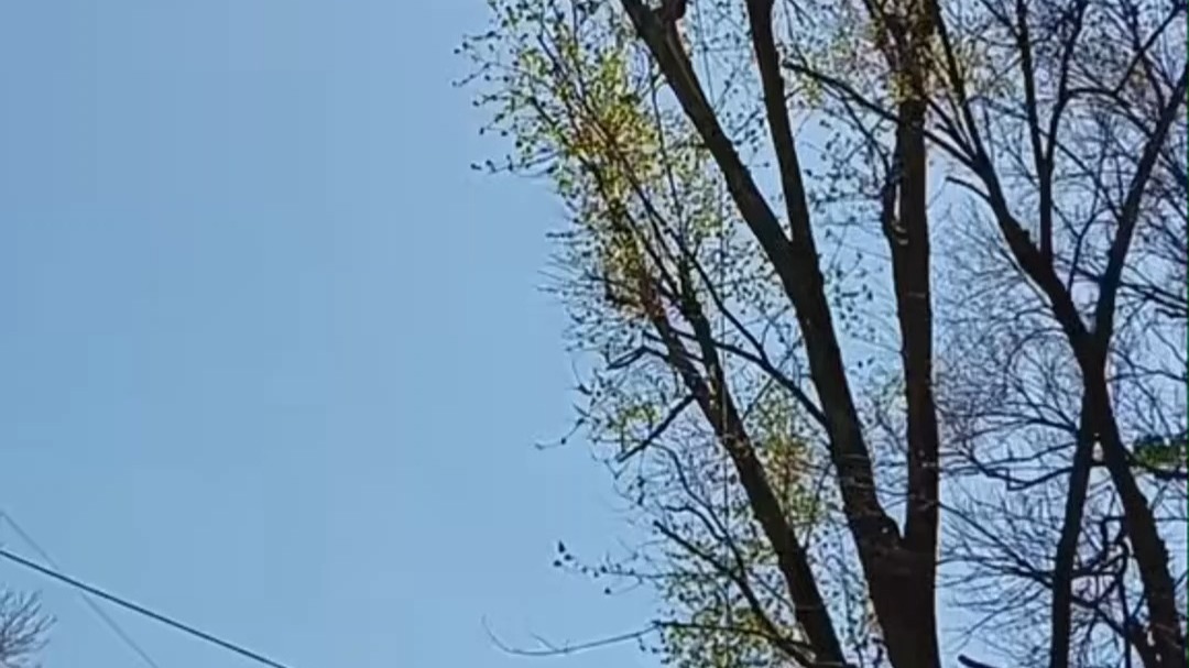 伐木工锯掉一截树枝后，地上又“新长”了一棵小树，树：落地生根 