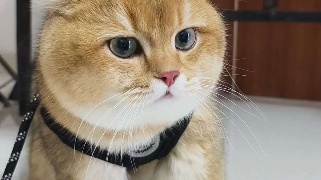 主人让猫咪凶一个，猫：我凶起来超吓人的，网友：喵很努力在凶了。
