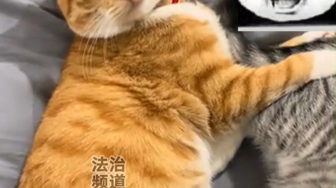 一只公猫对着另一只公猫踩奶 被主人吐槽 网友：原来是四川喵