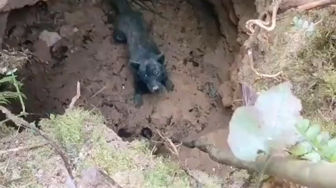 男子山中捡菌子偶遇被困动物，用棍子帮助其逃出