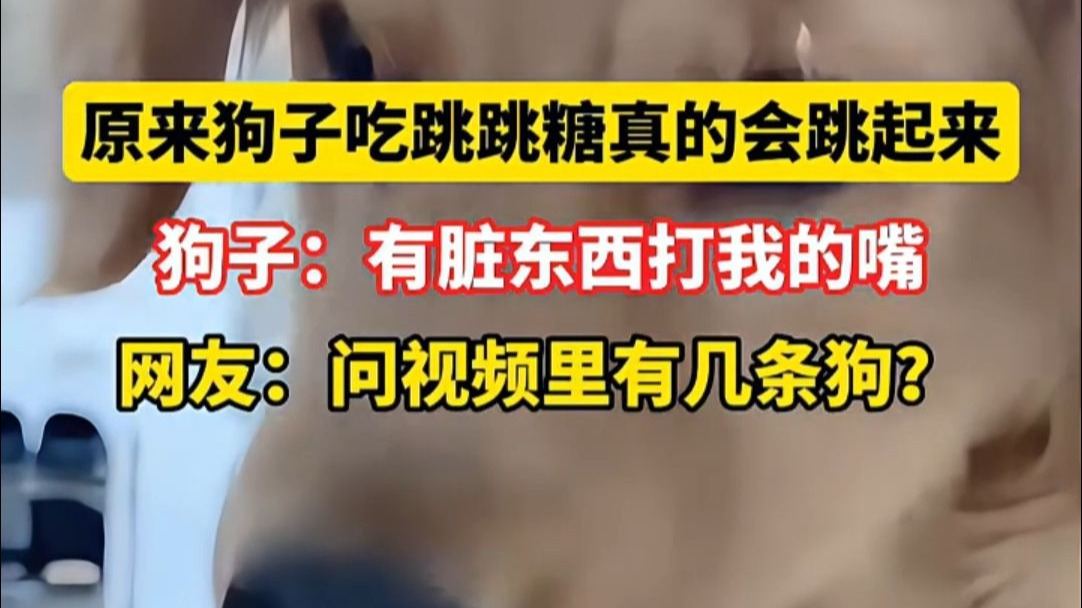 原来狗子吃跳跳糖真的会跳起来 狗子：有脏东西打我的嘴 网友：问