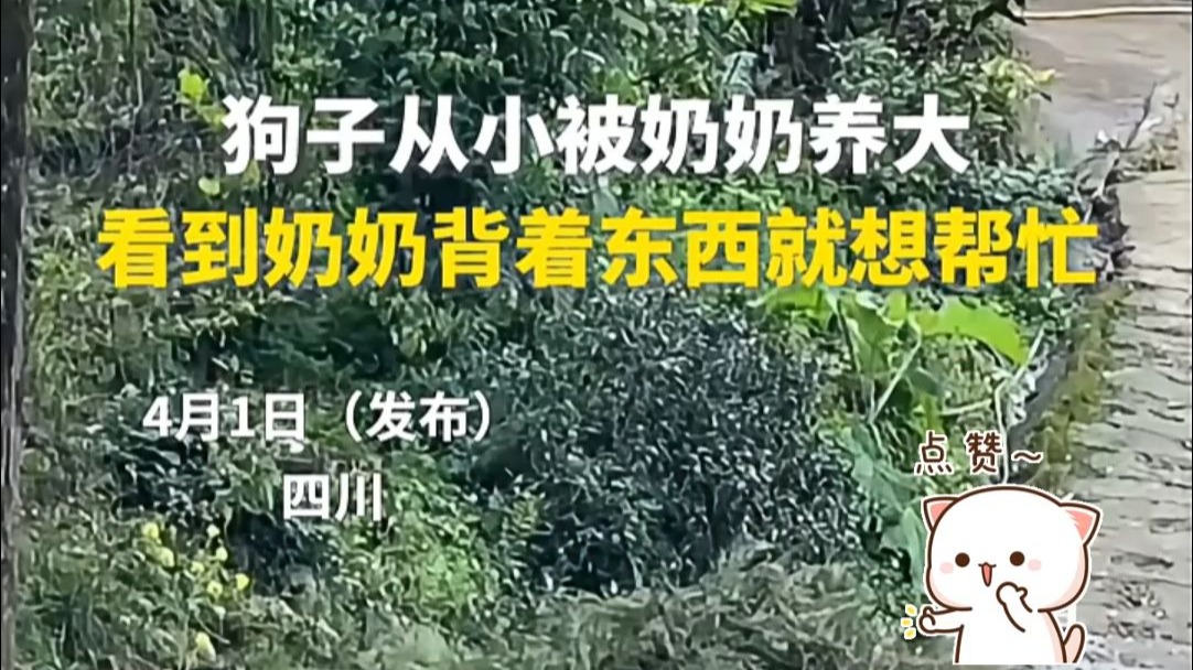 狗子从小被奶奶养大，看到奶奶背着东西就想帮忙。