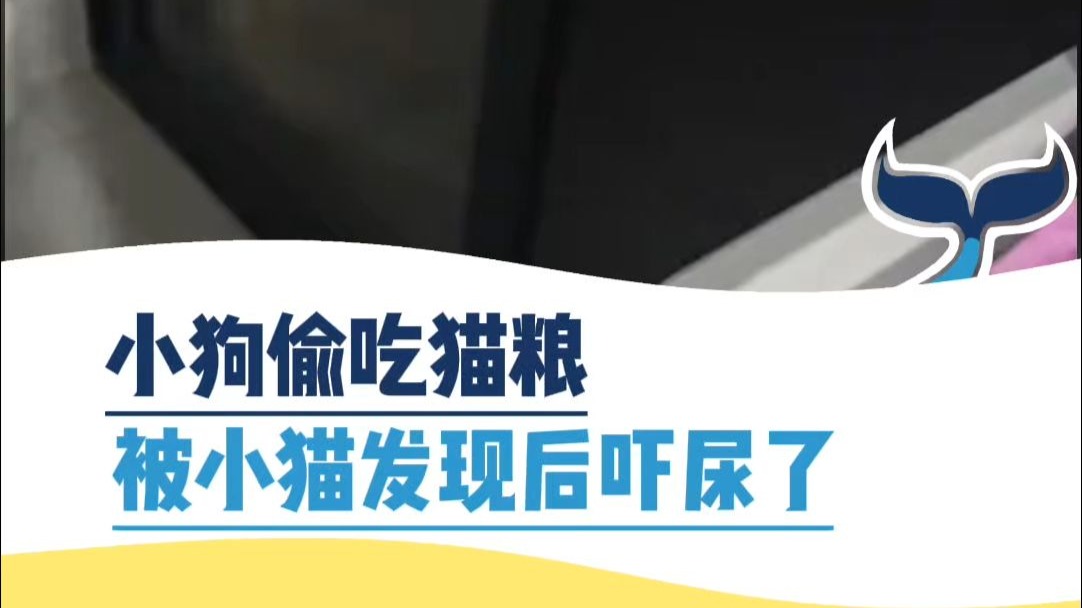 小狗偷吃猫粮，被小猫发现后吓尿了！