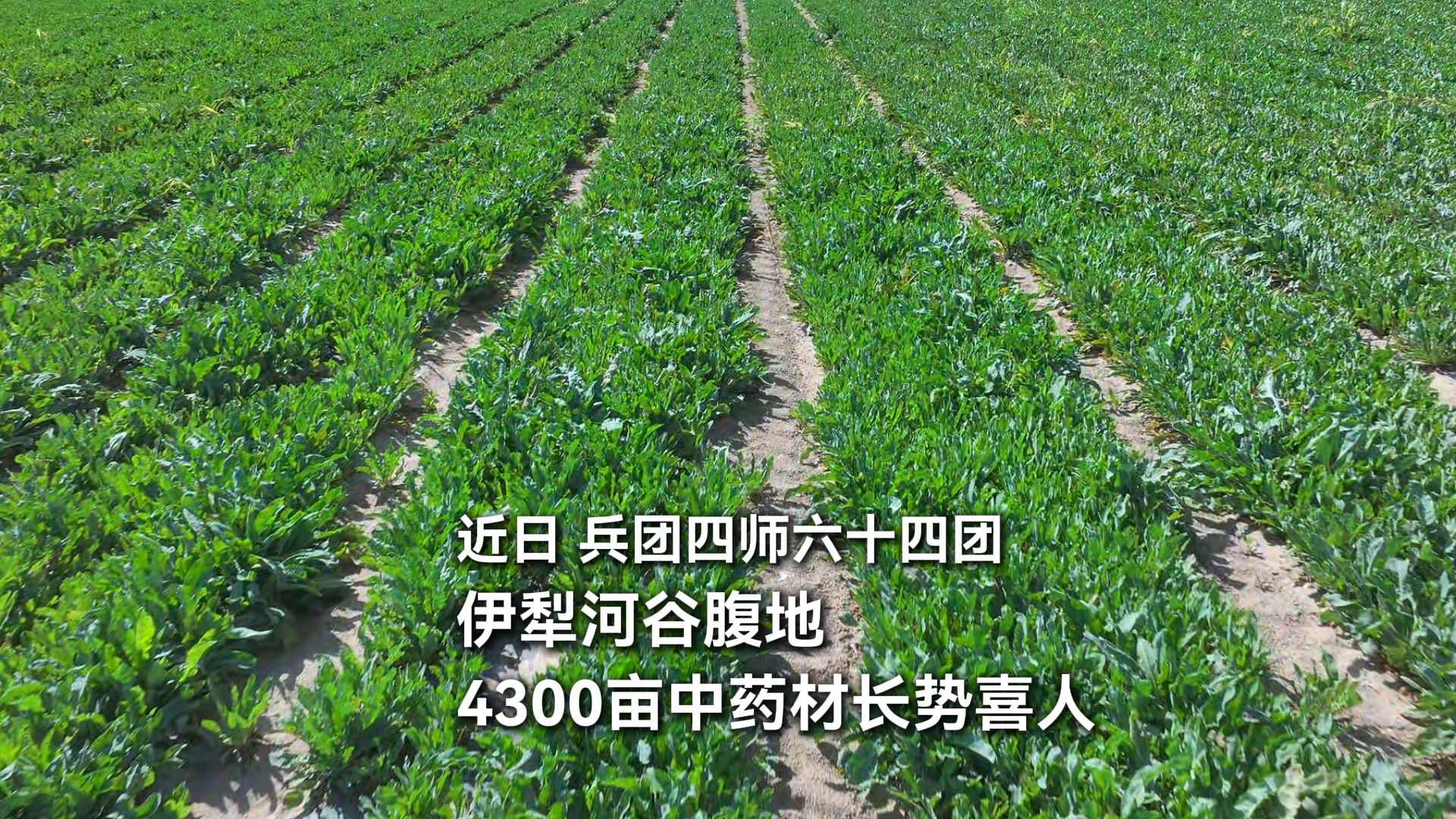 四师六十四团4300亩中药材长势喜人