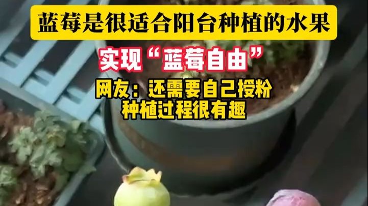 蓝莓是很适合阳台种植的水果  实现“蓝莓自由” 网友：还需要