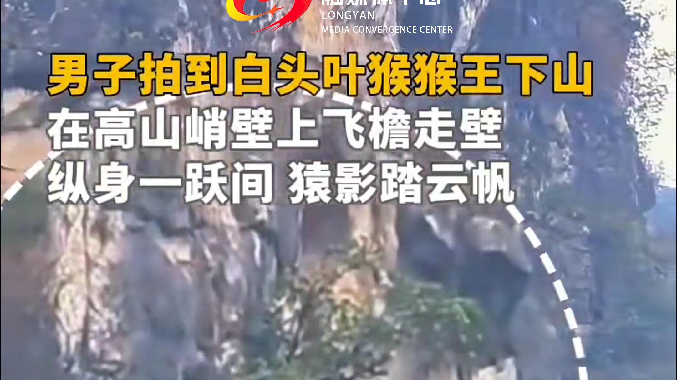 白头叶猴猴王在高山峭壁上飞檐走壁，好似那金庸书里走出来的大