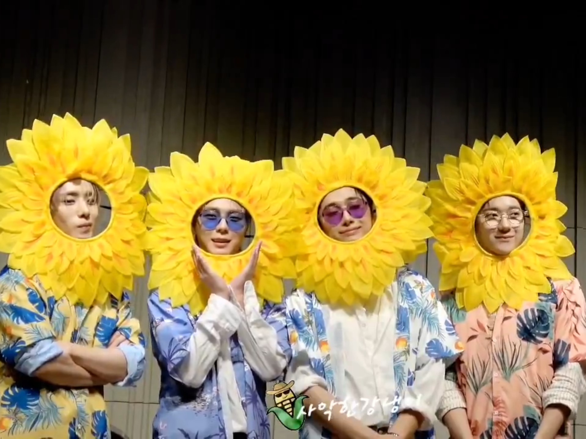 【OX:N】四朵互相欣赏的夏威夷向日葵，卡哇伊ฅฅ*～