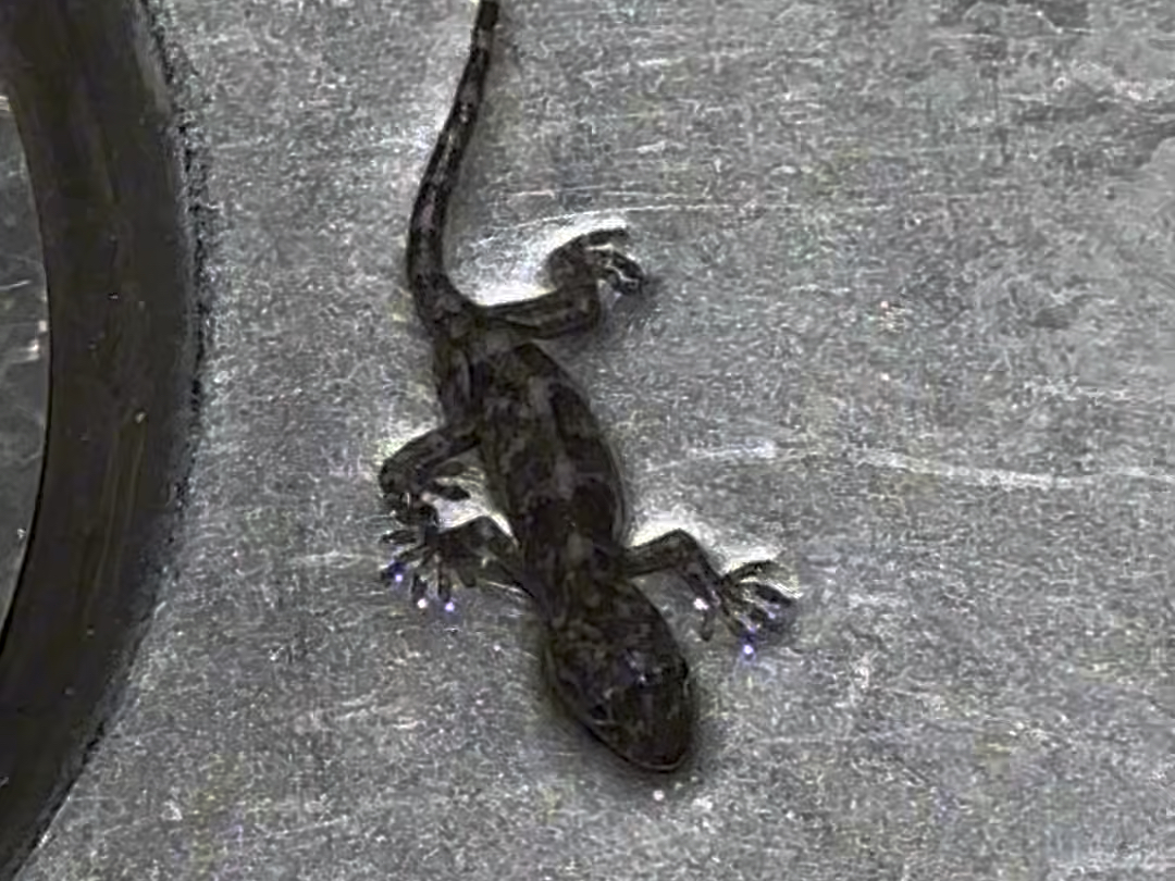 【日常】生态还是太好了，一只小壁虎来家里了…