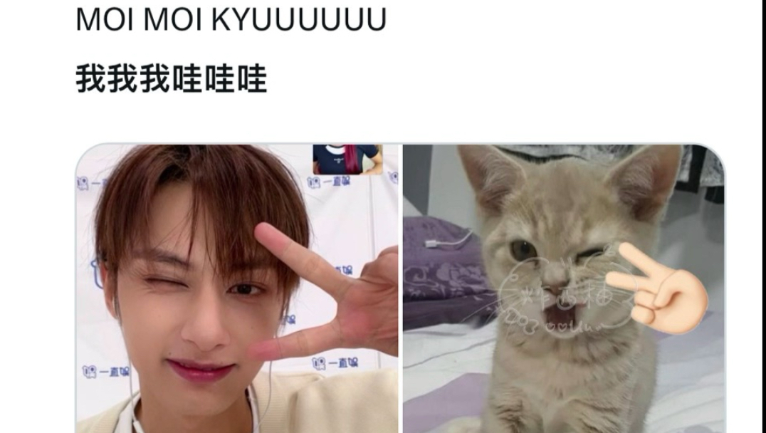 【外网评论】情绪价值满分！为猫终于学会wink欢呼雀跃的猫妈们