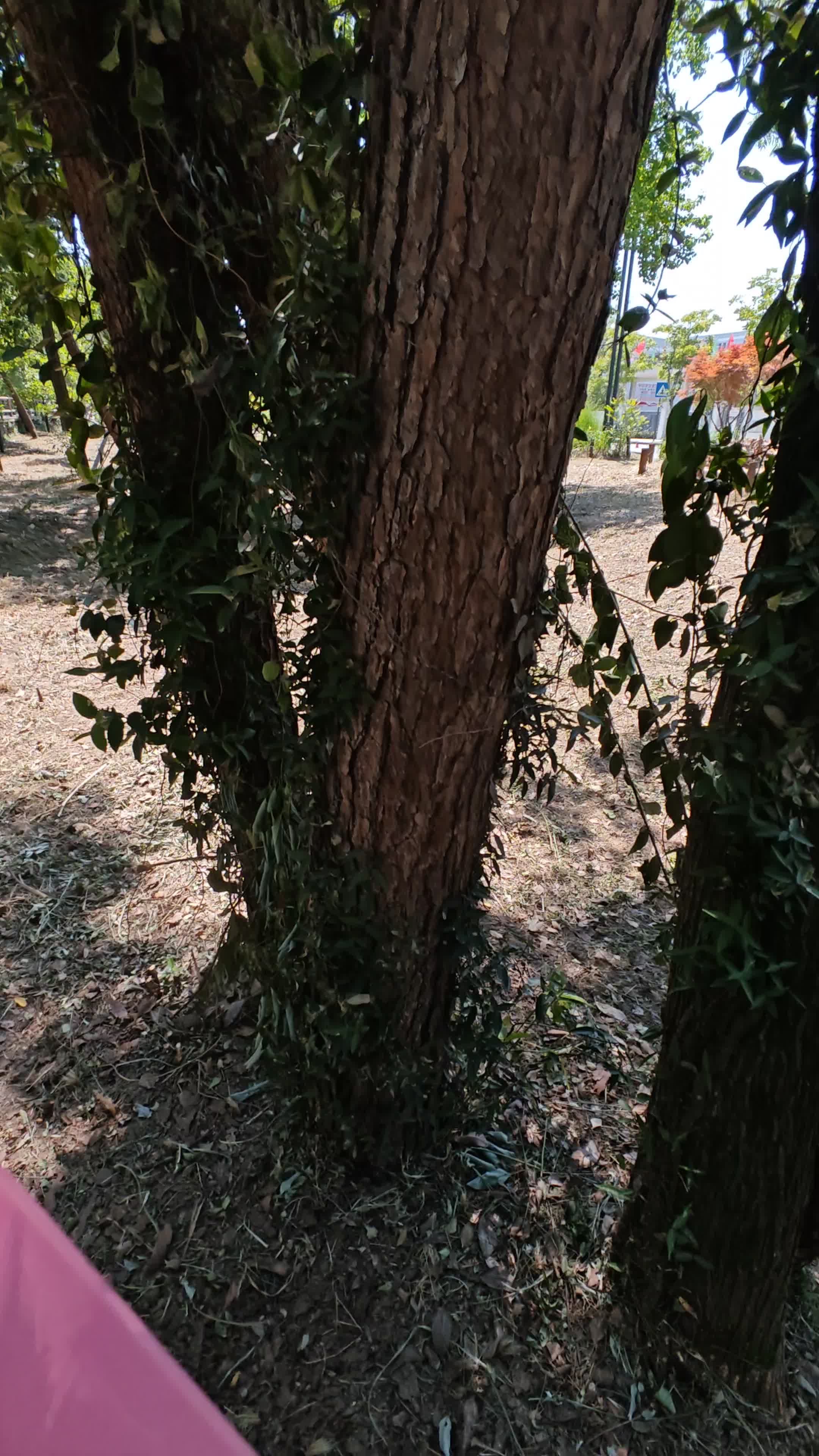 粉色真的是一种很治愈的颜色