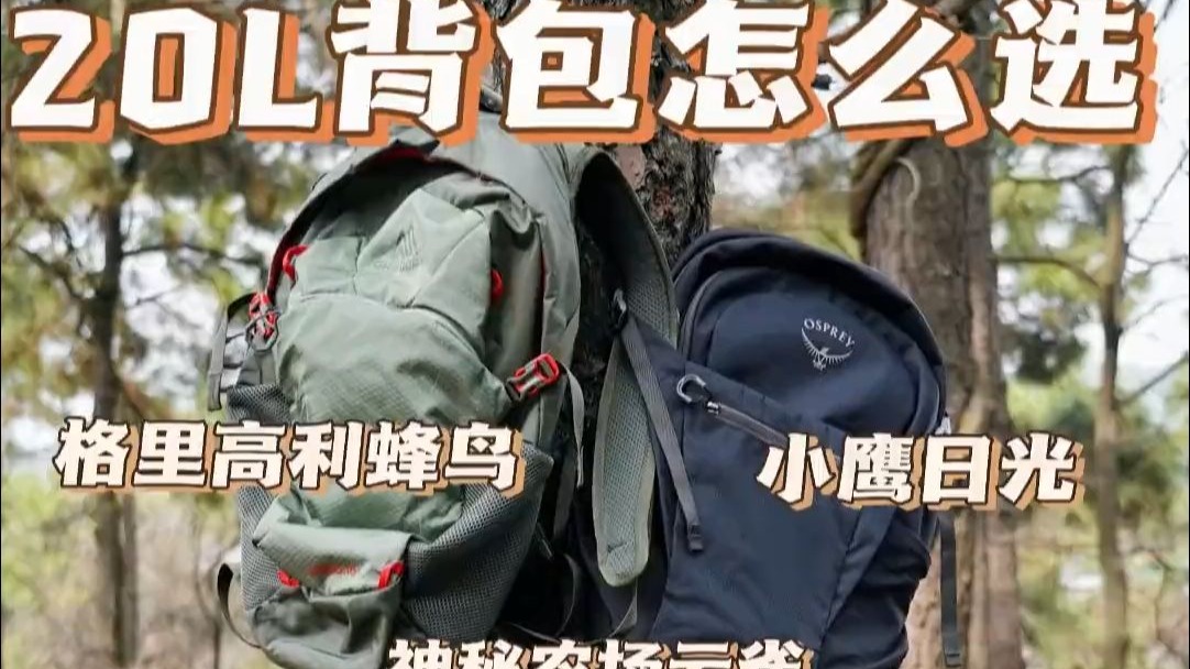 小鹰日光 格里高利蜂鸟 神秘农场云雀