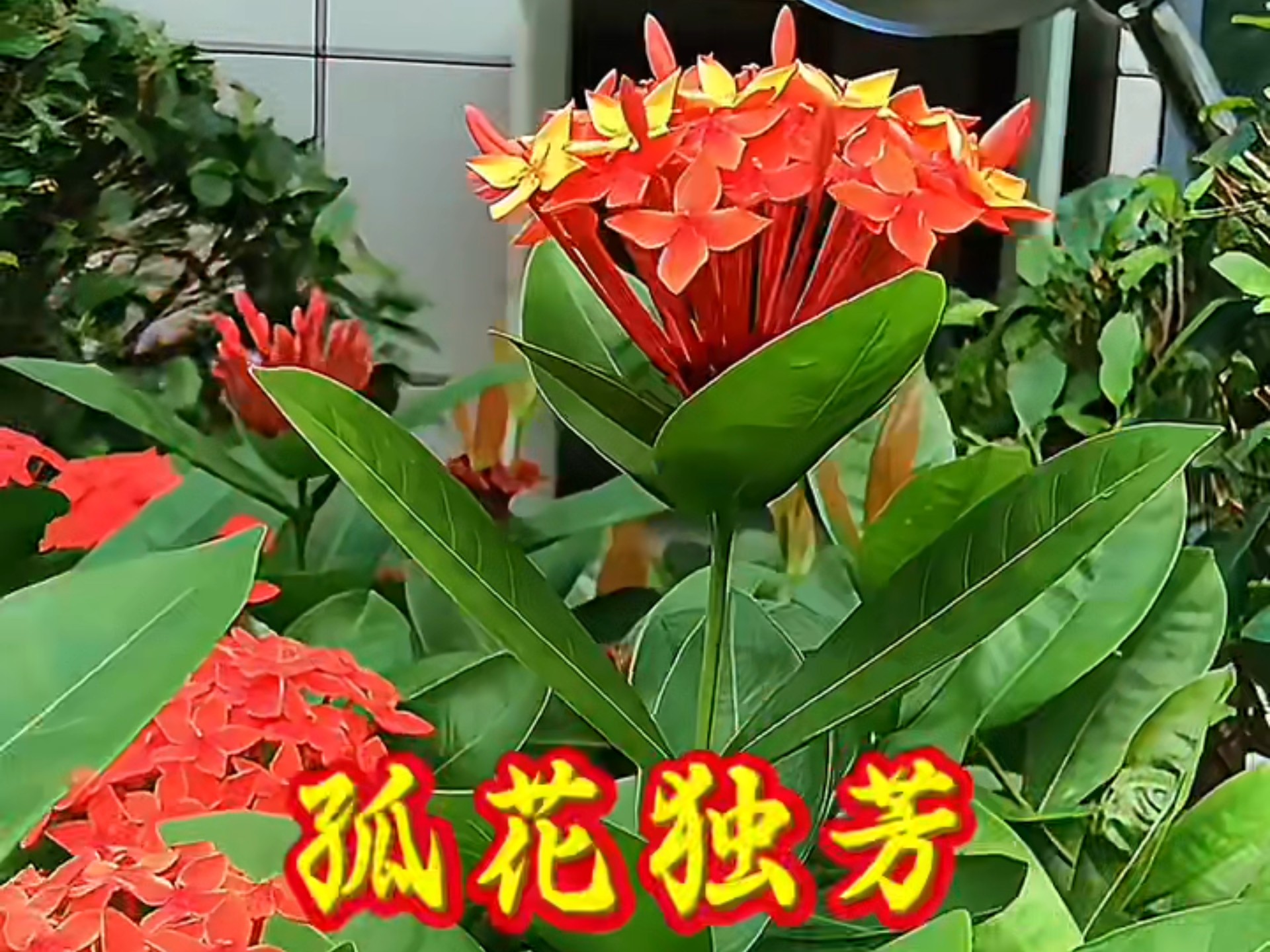 春去秋来花易逝,冬寒夏至叶难存。世间万物皆有主,唯有孤梅独自 春去秋来花易逝,冬寒夏至叶难存。世间万物皆有主,唯有孤梅独自