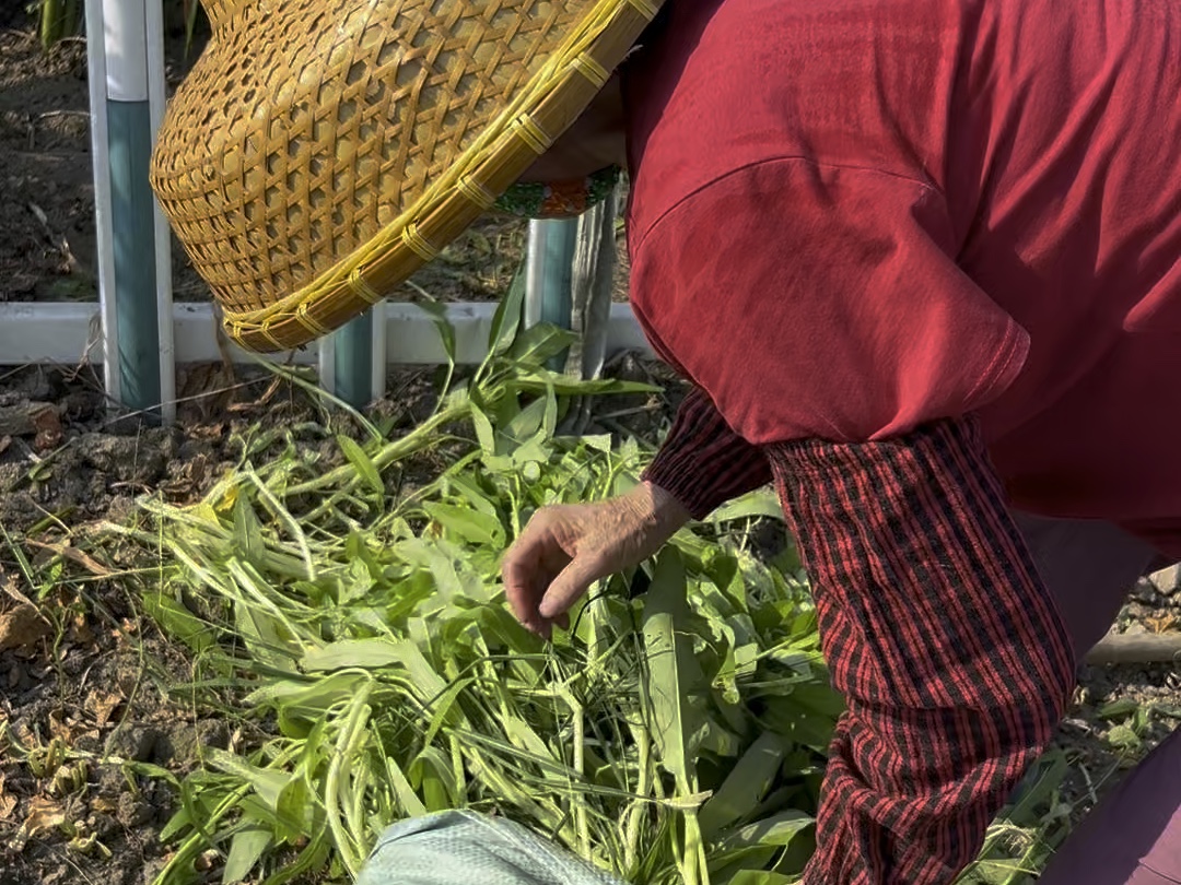 果然啊… 最新鲜的滋味 永远在灶台和土地之间” #田园生活 #