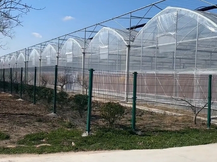 连栋大棚搭建完成，采光效果好，土地利用率高，适合规模化种植用户