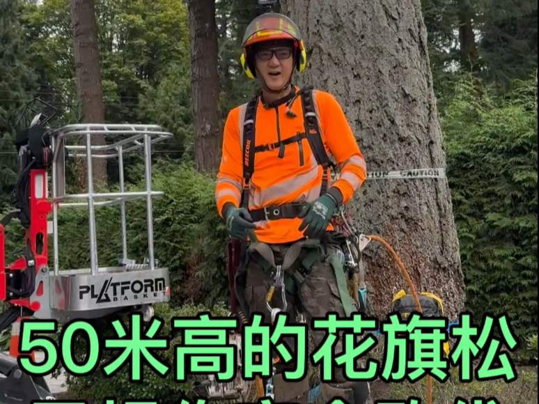 50米高的花旗松:第一视角砍树 50米高的花旗松:第一视角砍树